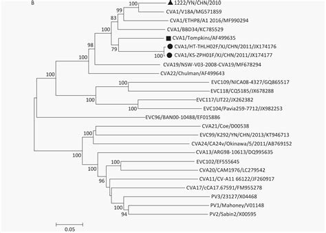 complete genome analysis of a new strain of coxsackievirus a1 associated with severe hfmd in