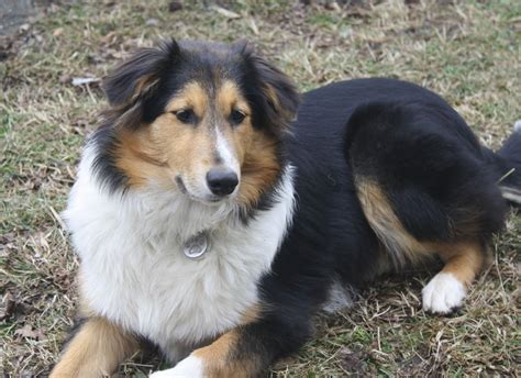 Old Time Scotch Collie Abby Collie Mix Rough Collie English