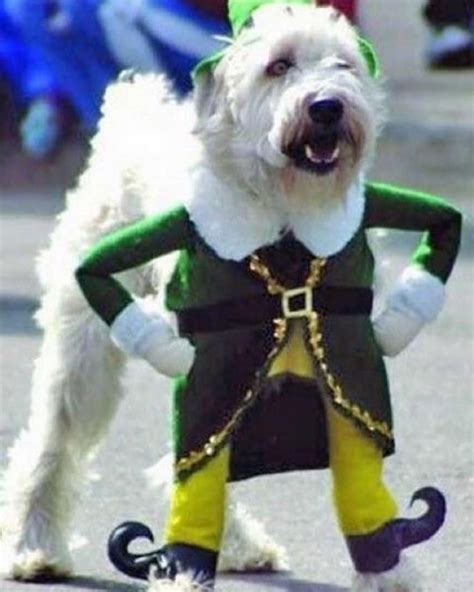 Buddy The Elf Dog Costume Dog Costumes Dog Halloween Costumes Pet