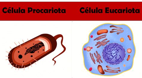 Celula Eucariota Y Procariota Diferencias C Lulas Eucariotas Y Images Porn Sex Picture
