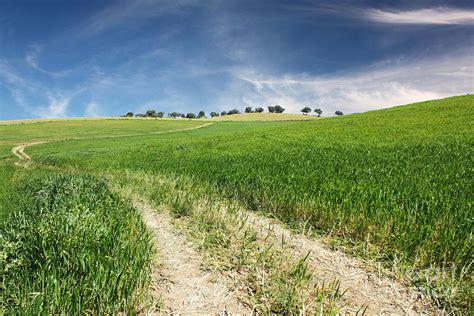 Dirt Road On Green Grass And Blue Sky Photograph By Manuel Fernandes