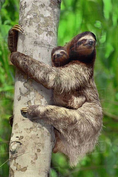 Brown Throat Three Toed Sloth Bradypus Variegatus With Young Sloth Barro Colorado Island