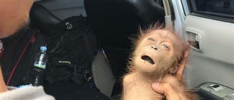 Again An Orangutan Shot With 74 Air Riffle Bullets Cop Centre For
