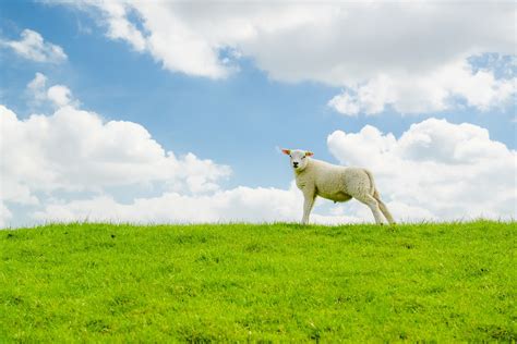 Lamb Sheep Hill Free Photo On Pixabay