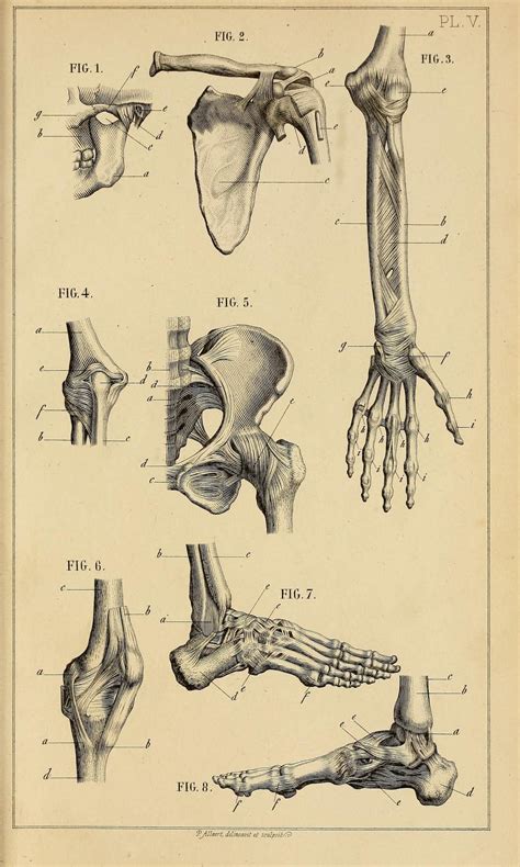 Manuel Danatomie Artistique By Jules Morel 1876 Human Anatomy Art
