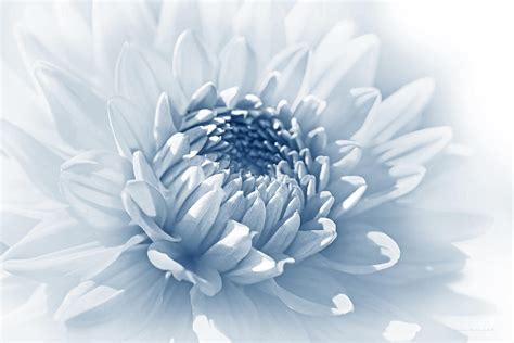 Dahlia Flower Soft Blue Photograph By Jennie Marie Schell