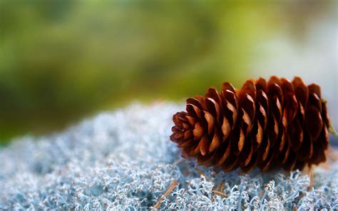 Pine Cone Wallpaper Background Hd 51737 2560x1600 Px HD Wallpapers Download Free Map Images Wallpaper [wallpaper376.blogspot.com]