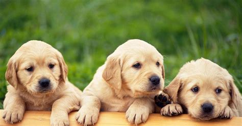 Lindos Perritos Cachorritos Hermosos Cute Puppies Hot Bollywood