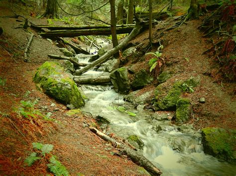 A Stream In The Woods Photograph By Frieda Cron Fine Art America