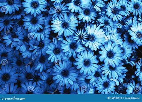 Floral Blue Pattern Background Abstract Backdrop Colored Stock Image