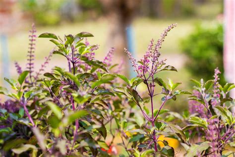 Learn How To Grow Holy Basil And Make A Beneficial Tea Sow Right Seeds