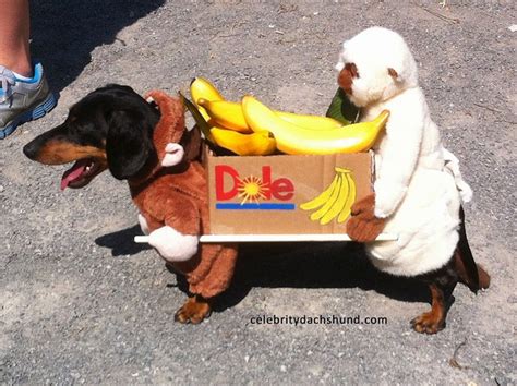 Two Monkeys Carrying A Box Of Bananas By Crusoe The Celebrity Dachshund