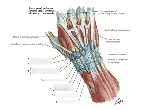 Tendon Diagram Of Wrist The Muscles And Fasciae Of The Hand Human