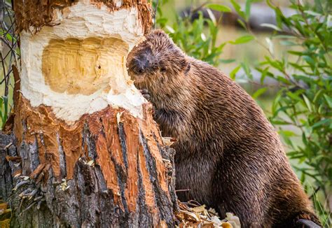 8 Fascinating Things to Know About Beavers