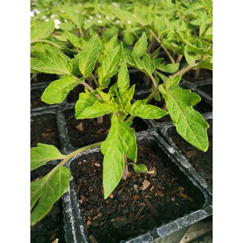 Tomato Seedling Beefsteak Clevedon Herbs And Produce New Zealand