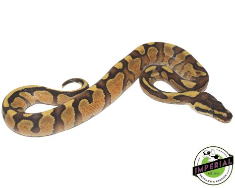 Enchi Spark Ball Python For Sale Imperial Reptiles Imperial