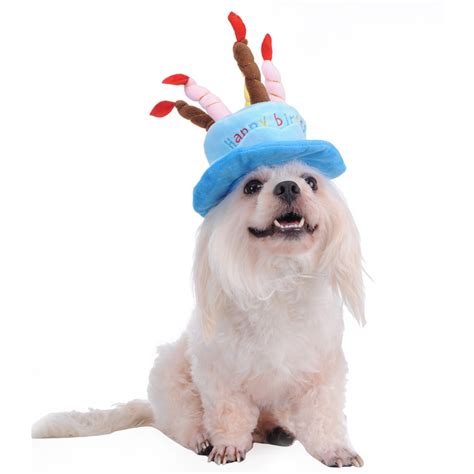 Birthday Cake Caps Pet Hat For Dogs Cats Wonderful T Dog Hats A Cake