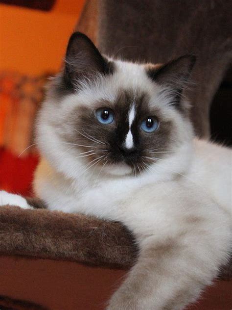 More Seraphical Gato Ragdoll Cat Breeds Ragdoll Siamese Cats Cats