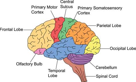 The two hemispheres look similar, but are slightly different in structure and perform different functions. The Important Brain Parts and Functions |A Complete Guide