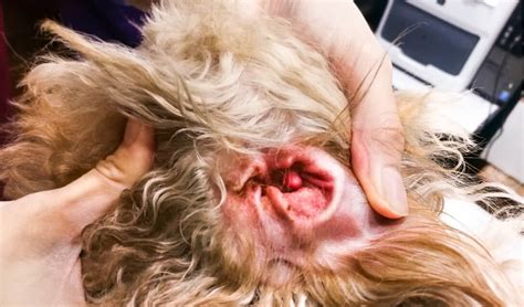 Dog Ear Infection In Doodles Symptoms Treatments And Prevention