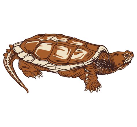 Clipart Snapping Turtle