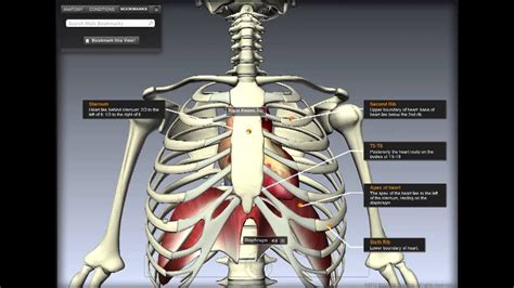Cardiovascular System Location Of The Heart Youtube