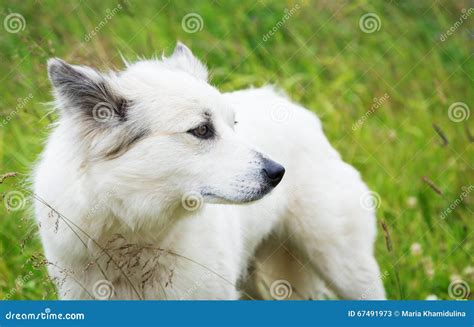 Fluffy White Dog On A Meadow Stock Image Image Of Outdoor Doggy