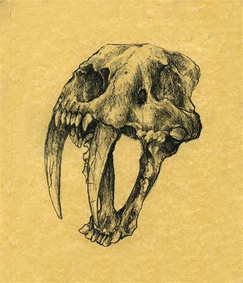 Sabretooth Cat Skull Animal Skull Drawing Cat Skull Animal Tattoos
