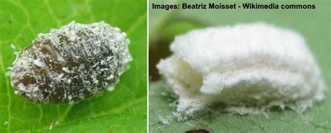 Mealybugs on plants look like small white bugs or they may appear as white fuzzy stuff on plant leaves and stems. Mealybugs on Plants: Effective Ways to Kill These White Bugs