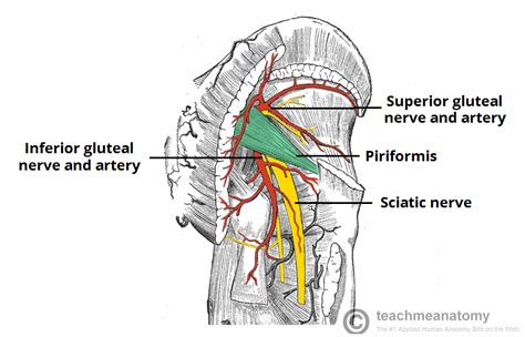 Superior And Inferior Gluteal Nerves Innervation Google Search