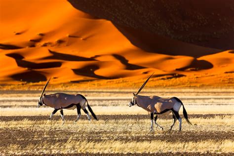 Namibia Die Heimat Der San Und Viele Wilde Tiere