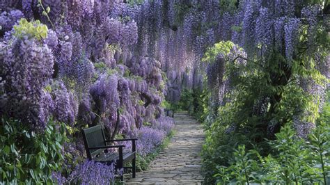 Download Purple Flower Path Bench Wisteria Spring Flower Earth