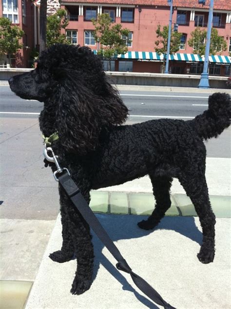 Feet Turned Out Poodle Forum Standard Poodle Toy Poodle Miniature