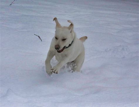 The Snow Dog Joy Is Infectious Bedlam Farm