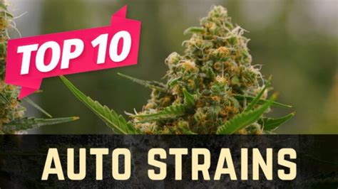 Top 10 Autoflower Weed Strains Stellar Seeds
