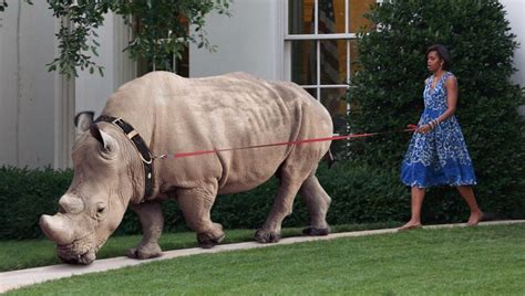 Terriermans Daily Dose Michelle Obama Walks Her Pet Rhinoceros