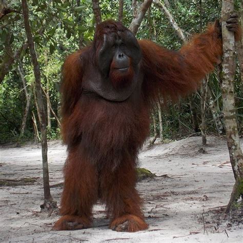 Orangutan Foundation On Instagram This Image Of Male Bornean