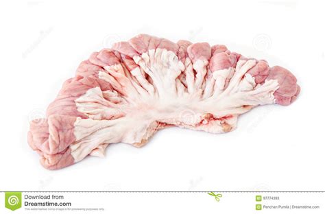 Üblicherweise umfasst eine klassenarbeit mehrere themen. Innere Organe des Schweins stockbild. Bild von schweins ...