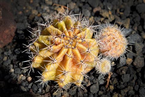 Round Cactus Closeup Succulent Garden Plant Stock Image Image Of