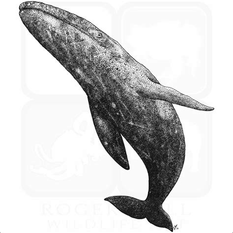 Gray Whale Signed Fine Art Print Inkart