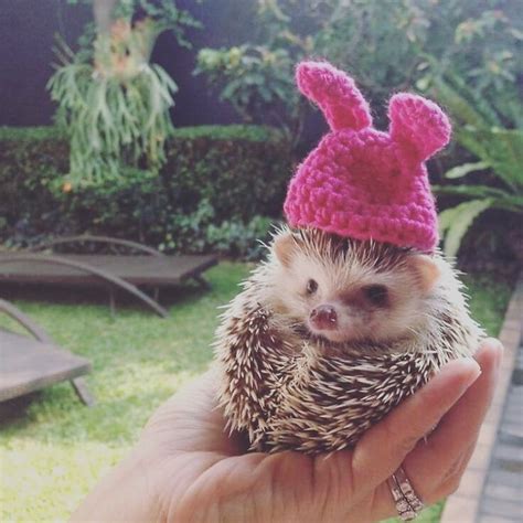 Cute Hedgehogs In Hats Cute Baby Animals Cute Little Animals Baby