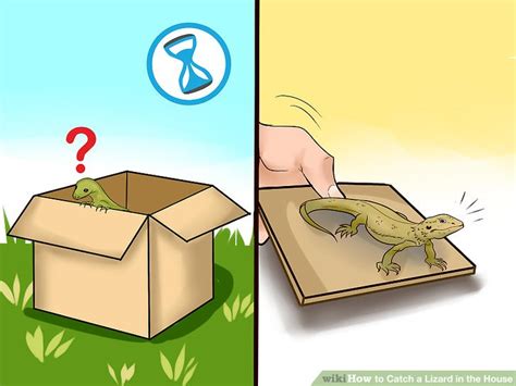 Lizards are fun, but they can be hard to catch. How to Catch a Lizard in the House: 14 Steps (with Pictures)