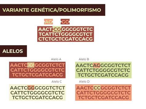 Alelos Polimorfismos Variantes Y Mutaciones ¿son Lo Mismo Genotipia