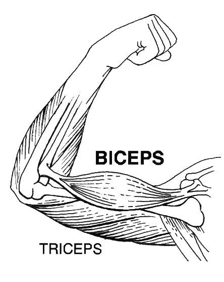 Biceps Wikipedia