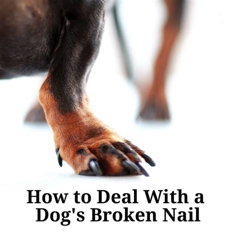 What Happens If You Dont Cut Dogs Nails