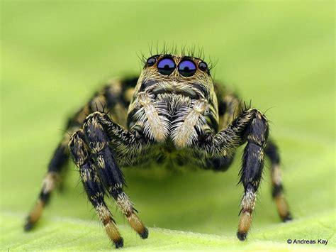 There are over 800 different recognised species of tarantula, so you might think that choosing the best tarantula pet would be a challenging exercise. Jumping spider, Phiale guttata? Salticidae | Jumping ...