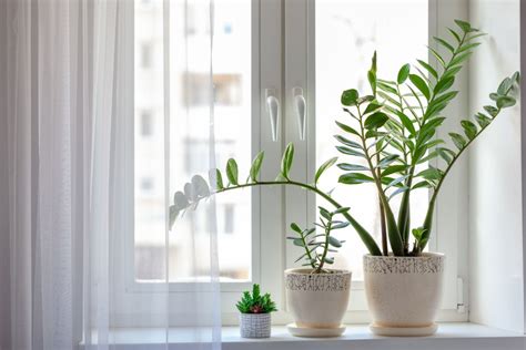 8 Trends In Indoor Plant Decor And Design