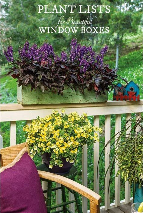 Plant Lists For Beautiful Window Boxes Images Courtesy Of Proven