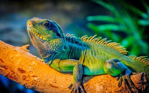 Iguana Verde CaracterÍsticas Y Nombres Cuidados Y Nombres Para Tu