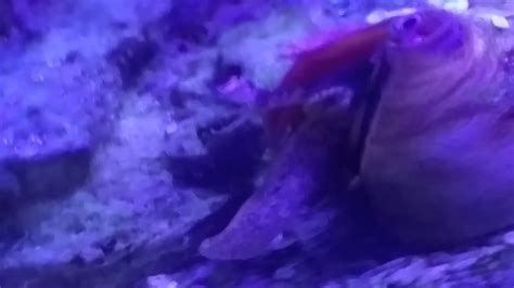 Tiger Conch YouTube